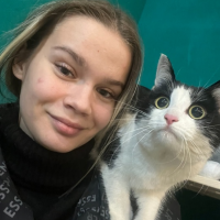 Найдено:  кот