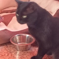 Потерялся Кот