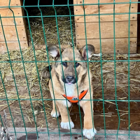 Отдам в добрые руки:  щеночек