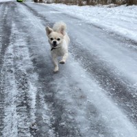 Пропал любимец