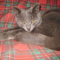 найдена кошка сормовский район по ул. Гаугеля