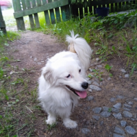 Потеряно:  девочка собака