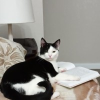 Пропала кошка