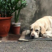 Потерялась собака, белый лабрадор, Джесси.