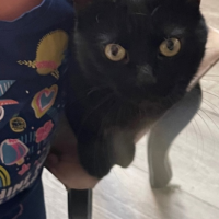 Потеряно:  кошечка кошка