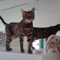 Потерялась кошка