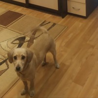 Потерялась собачка!