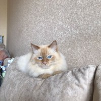 Потерялся кот