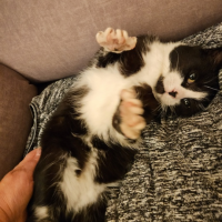 Найдено:  кошечка кошка