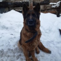 Пропала немецкая овчарка УЛЬЯНОВСК