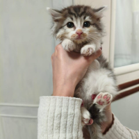 Потеряно:  котята