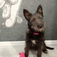 Отдам в добрые руки:  щенок