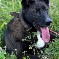 Отдам в добрые руки:  собака