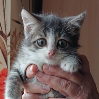 Найдено:  котенок