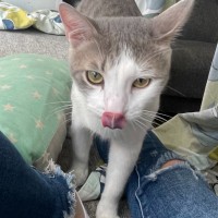 Потерялся кот