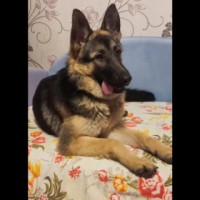 Найдена немецкая овчарка