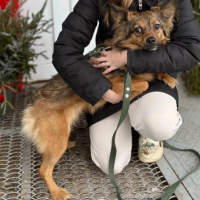 Потеряно:  собака