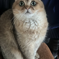 Потеряно:  кот кот