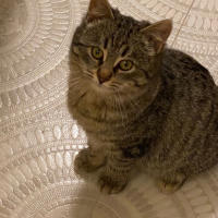 Отдам в добрые руки:  девочка рыся