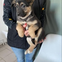 Спасенные от гибели  щенки  ищут  своих  любящих хозяев