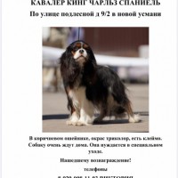 Потерян кавалер кчс