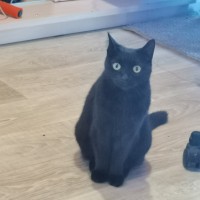 Пропала кошка по имени Багира