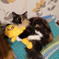 Пропала кошка