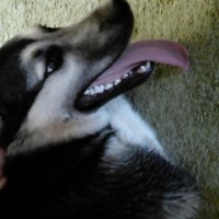 Найден хаски