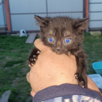 Отдам в добрые руки:  котята котенка