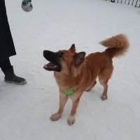 Отдам в добрые руки:  пес овчарки