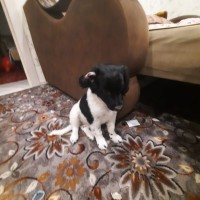 Пропала собака