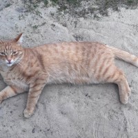 Потерялся рыжий котик, очень ласковый