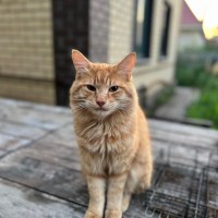 Пропал рыжий кот
