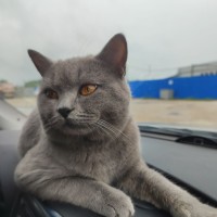 🆘ПОМОГИТЕ В ПОИСКЕ ЛЮБИМЦА