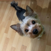 Потеряно:  собачка собака