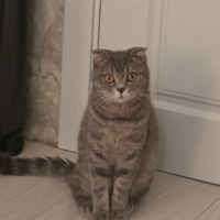 Потеряно:  кошка