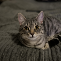 Потеряно:  кошка кот