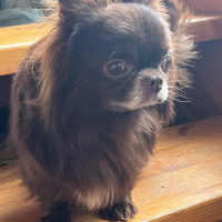 Найдено:  чихуахуа