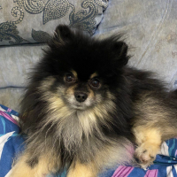 Потеряно:  собака