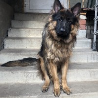 пропала собака