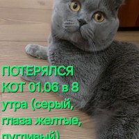 Потерялся кот в Шалготарьяне