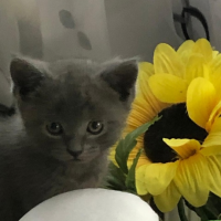 Отдам в добрые руки:  котенок