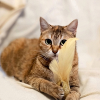 Отдам в добрые руки:  кошечка кошечка