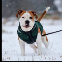 Потеряно:  собака собака