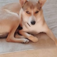 Пропала собака