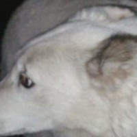 Пропала собака Благовещенск (Амурская обл.)