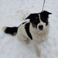 Отдам в добрые руки:  как коровка