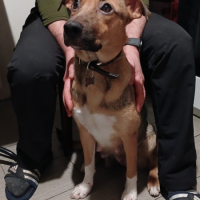 Отдам в добрые руки:  собаки собака