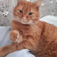 Потеряно:  кот кот