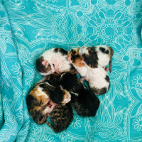 Отдам в добрые руки:  кошка котятам